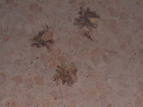 poisoned tarantulas