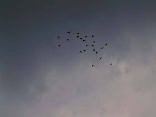 birds and storm